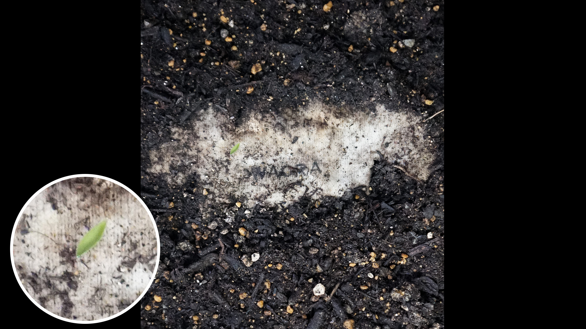 『土に還る服』を謳うサステナブルブランドの生地を1か月土に埋めた結果… TIMELINE