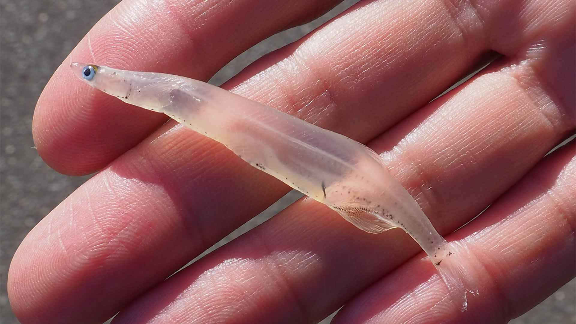 福島に春を告げる味覚!プリプリ食感がたまらない高級魚シラウオ - TIMELINE