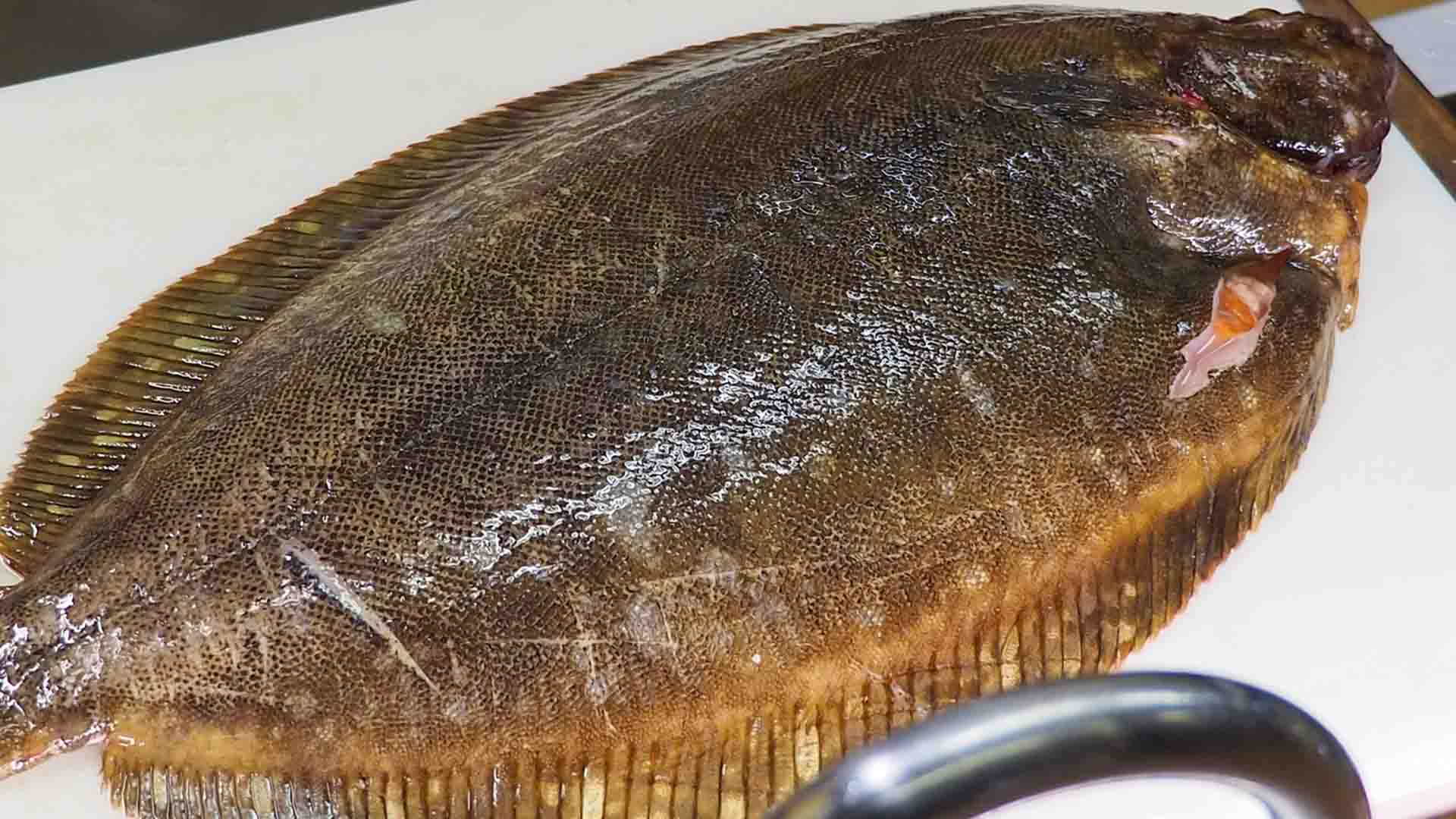 煮付け魚の王様・ナメタガレイ　常磐ものは肉厚で脂のりも最高！