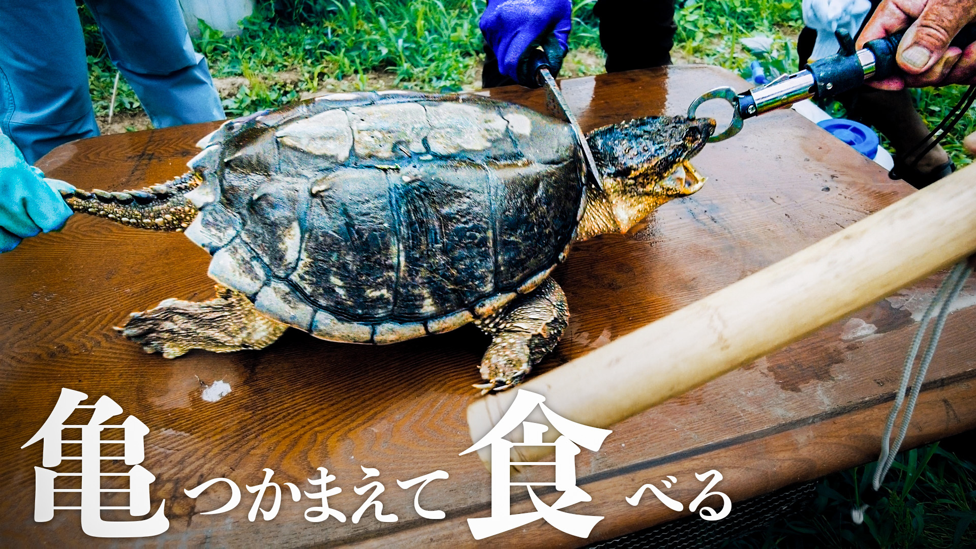 豊永裕美のつかまえて食べる【うさぎと亀】